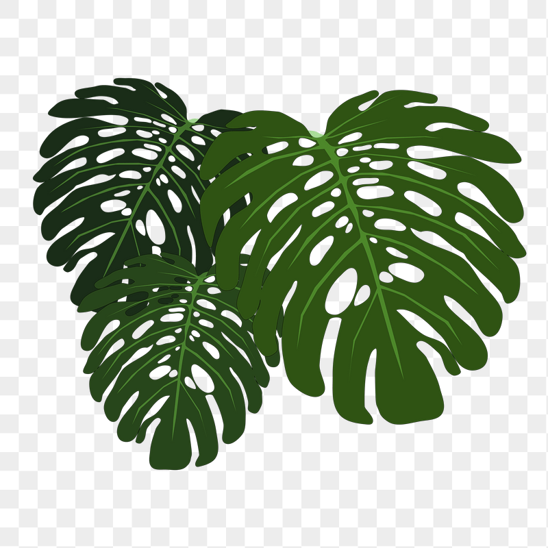 Monstera leaf png sticker illustration, | Free PNG - rawpixel