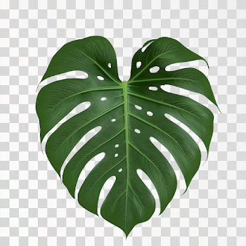 Monstera leaf PNG transparent