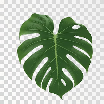 Monstera leaf PNG transparent