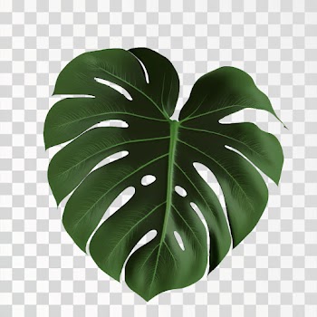 Monstera leaf PNG transparent