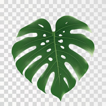 Monstera leaf PNG transparent