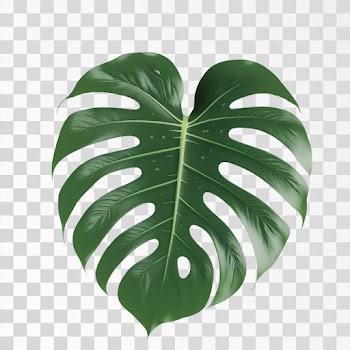 Monstera leaf PNG transparent