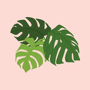 Monstera leaf psd plant botanical… | Free stock illustration | High Resolution graphic