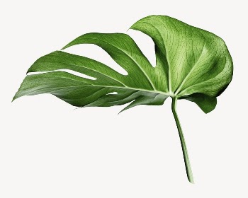 Monstera leaf sticker, aesthetic plant | Free PSD - rawpixel