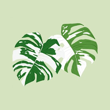 Monstera leaf vector plant botanical… | Free stock illustration | High Resolution graphic