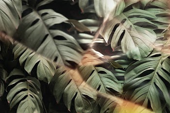 Monstera leaf with prism lens effect | Free stock photo | High Resolution image