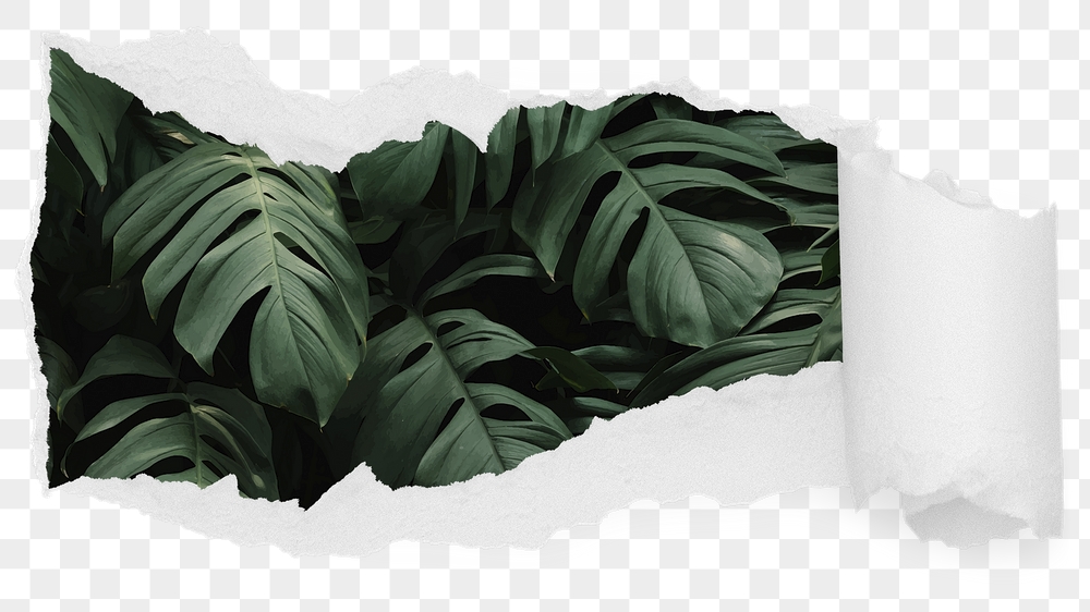 Monstera leaves png ripped paper | Free PNG - rawpixel