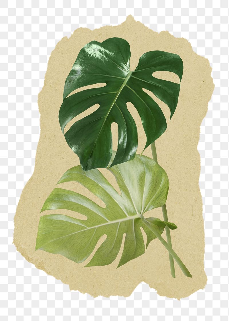 Monstera leaves png ripped paper | Free PNG - rawpixel