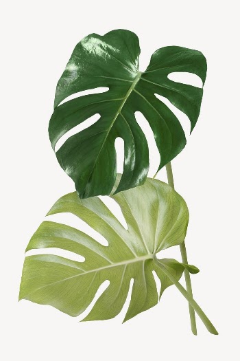 Monstera leaves sticker, aesthetic plant | Free PSD - rawpixel