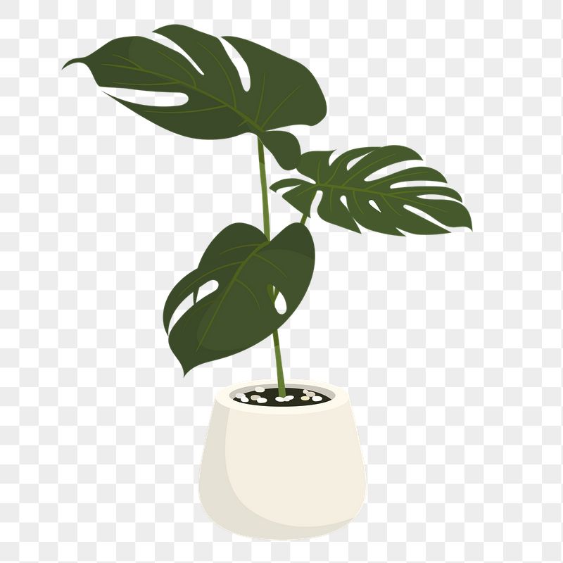 Monstera png sticker, cute illustration, | Free PNG Illustration - rawpixel