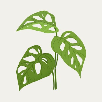 Monstera swiss cheese leaf psd botanical… | Free stock illustration | High Resolution graphic