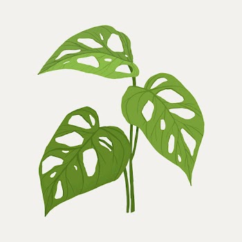 Monstera swiss cheese leaf vector botanical… | Free stock illustration | High Resolution graphic