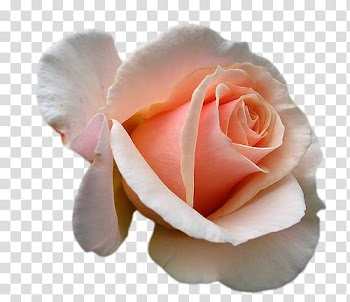 MONY Set, white rose transparent background PNG clipart