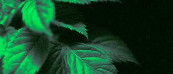 Moody Green Leaves in Shadow