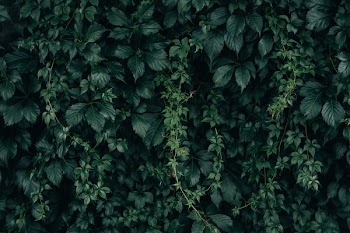 Moody Green Vine Wall Texture