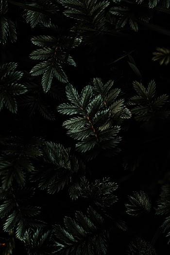 Moody Tones