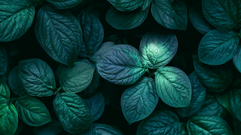 Moody Tropical Foliage Overhead View