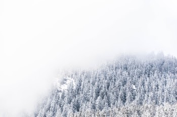 Moody winter forest pattern