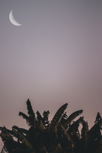 Moon and Banana Tress