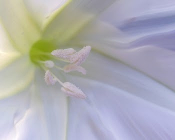 moonflower.jpg
