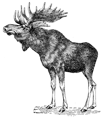 moose 1 - /animals/M/moose/moose_1.png.html