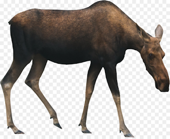 Moose Deer Animal Drawing - MOOSE png download - 1166*949 - Free ...