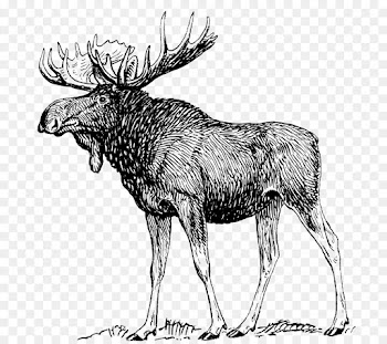 Moose, Drawing, Line Art, Reindeer, Elk PNG