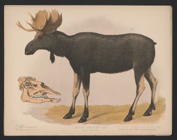 Moose. European elk. Alces malchis | Free Photo - rawpixel