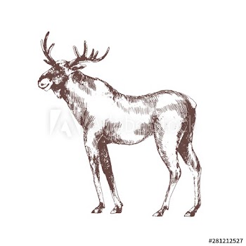 Moose or elk hand drawn with contour lines on white background