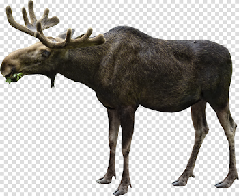 Moose PNG File | PNG Mart