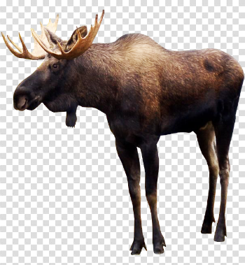 Moose PNG Pic | PNG Mart