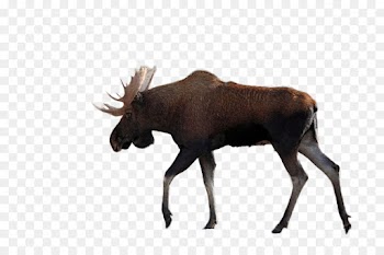 Moose, Silhouette, Royaltyfree, Wildlife PNG