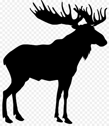 Moose Stock photography Royalty-free Vector graphics Stock illustration -  