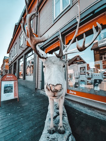 Moose Taxidermy