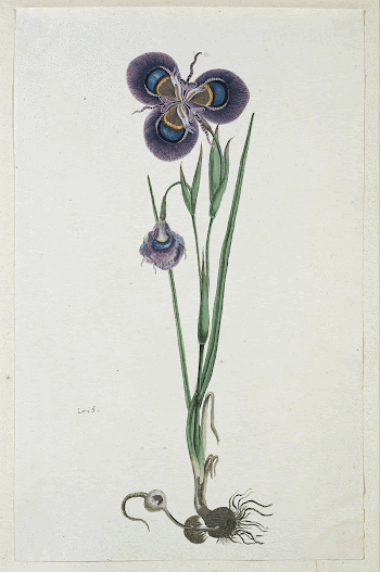 Moraea villosa Ker-Gawl. (Cape tulip) | Free Photo - rawpixel
