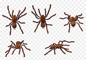More Like Bird Bird Bird Png Format By Chimonk - Wolf Spider