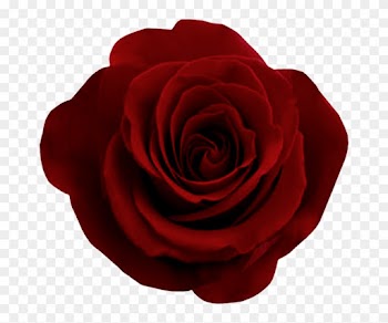 More Like Red Rose Cut Out Stock 1 By Manichysteriastock - Freedom Roses
