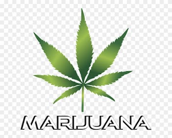 More Provisional Medical Pot Licenses Approved By Bay - Marijuana Leaf Clip Art Transparent