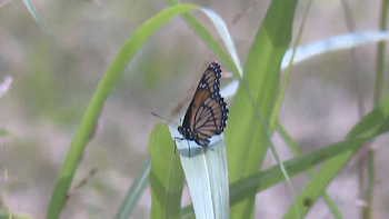 More than 1,000 butterflies to be tagged, released at Flutter Fest
