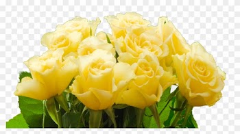 More Than Roses - Transparent Png Yellow Rose