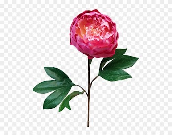 More View - Garden Roses