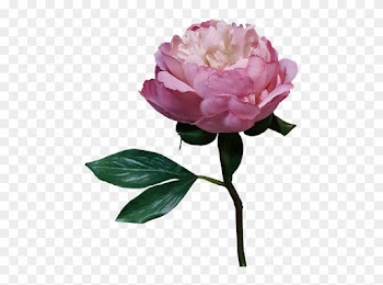 More View - Garden Roses