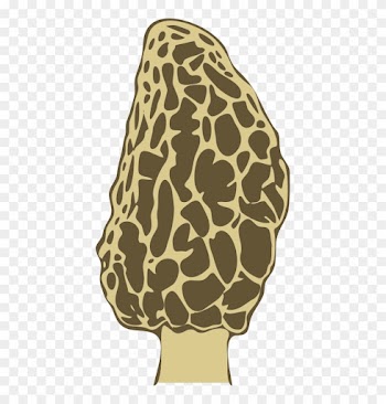 Morel Mushroom - Cafepress Christmas Morels Full/queen Duvet Cover