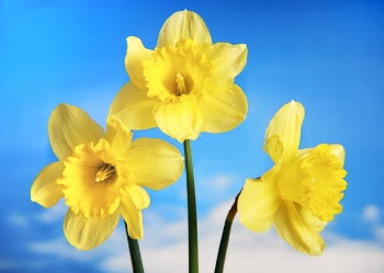 morg-flowers yellow.jpg