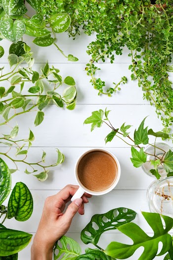 Morning coffee in green plants background | Free stock photo | High Resolution image
