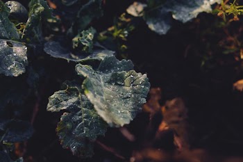 Morning dew