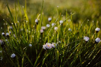 Morning dew on camomile