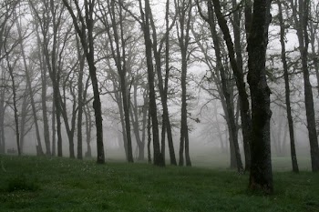 morning_fog2x.jpg
