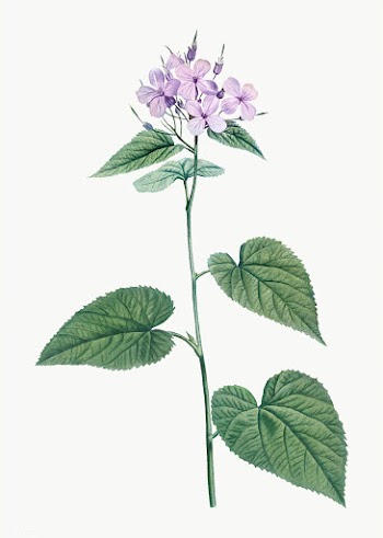 Morning-glory flower in bloom | Free stock vector - 573871