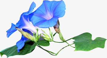 Morning Glory, Morning Clipart, Flowers, Flower PNG Transparent ...